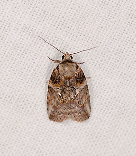 Garella basalis, Ivoloina park, Madagascar Possibly related to this earlier find from Andasibe:
https://www.jungledragon.com/image/86376/small_shiny_moth_andasibe_madagascar.html Africa,Garella basalis,Geotagged,Ivoloina park,LepiLED,Madagascar,Madagascar 2019,Winter,World