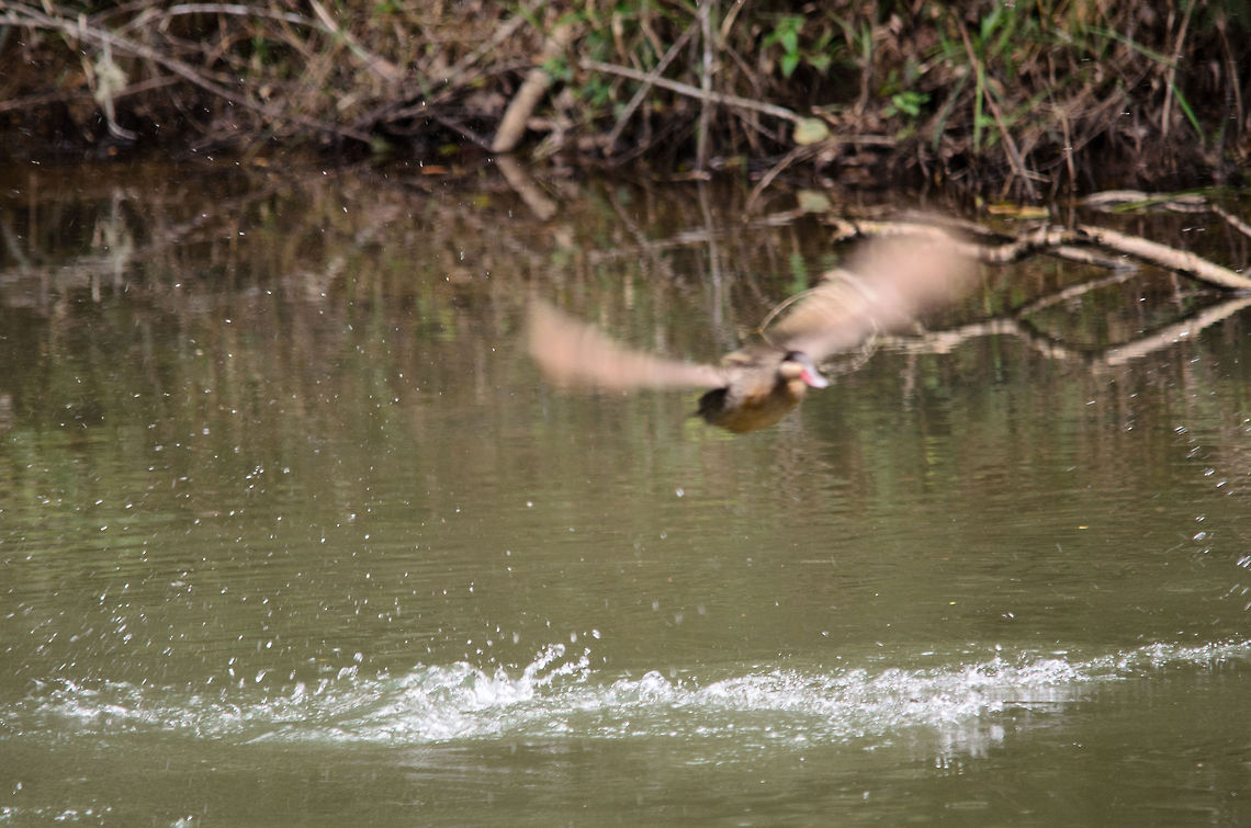 Rare duck sighting in Andasibe Our guide in Andasibe froze when she saw this duck in the water, in her 15 years of daily walks around the national park she never seen one. As you can see, I was too late capturing it well. Note that this duck in itself is not rare, seeing it here appearantly is rare. Anas erythrorhyncha,Andasibe,Madagascar,Red-billed Teal