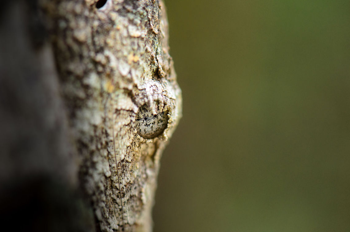 Mossy leaf-tailed gecko on tree in Madagascar This is a Mossy leaf-tailed gecko, a bizarre gecko endemic to Madagascar best known for its incredible camouflage. This one is sticking to a tree. From the front of the tree, you can hardly see it. Only a side shot like this will reveal the creature's bizarre face. Andasibe,Madagascar,Mossy leaf-tailed gecko,Uroplatus sikorae
