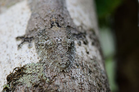 Mossy leaf-tailed gecko sticking to tree in Madagascar A bit of contrast and the right angle will reveal this beautiful Mossy leaf-tailed gecko on a tree in Madagascar, but trust me, you would not easily spot it when directly looking at it. Andasibe,Geotagged,Madagascar,Mossy leaf-tailed gecko,Uroplatus sikorae