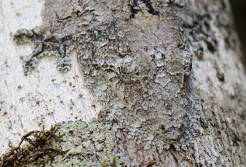 Mossy leaf-tailed gecko, Andasibe, Madagascar A detailed crop of a Mossy leaf-tailed gecko on a tree in Andasibe, Madagascar. You can see that even at this zoom level, the creature is incredibly camouflaged. In fact, our guide was pointing straight at the creature's head and we still did not see it. Andasibe,Geotagged,Madagascar,Mossy leaf-tailed gecko,Uroplatus sikorae
