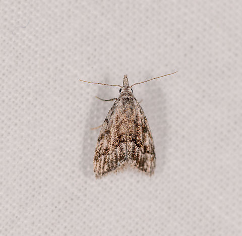 Nola sp.? Ivoloina park, Madagascar  Africa,Geotagged,Ivoloina park,LepiLED,Madagascar,Madagascar 2019,Winter,World