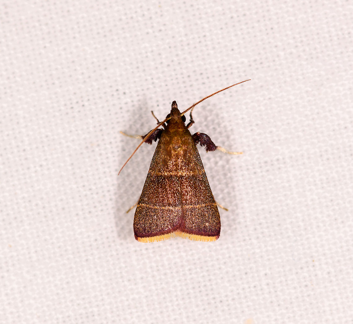 Brown moth yellow edge wings, Ivoloina park, Madagascar  Africa,Geotagged,Ivoloina park,LepiLED,Madagascar,Madagascar 2019,Parachma lequettealis,Winter,World