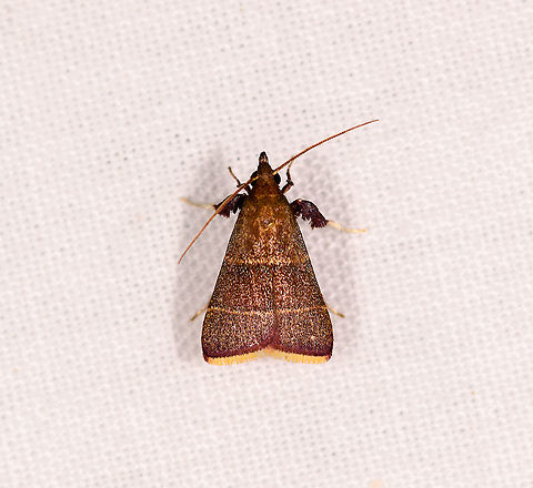 Brown moth yellow edge wings, Ivoloina park, Madagascar  Africa,Geotagged,Ivoloina park,LepiLED,Madagascar,Madagascar 2019,Parachma lequettealis,Winter,World