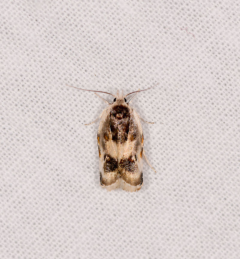 Tortricidae, Ivoloina park, Madagascar ID by Maik Bippus. Africa,Geotagged,Ivoloina park,LepiLED,Madagascar,Madagascar 2019,Winter,World