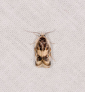 Tortricidae, Ivoloina park, Madagascar ID by Maik Bippus. Africa,Geotagged,Ivoloina park,LepiLED,Madagascar,Madagascar 2019,Winter,World