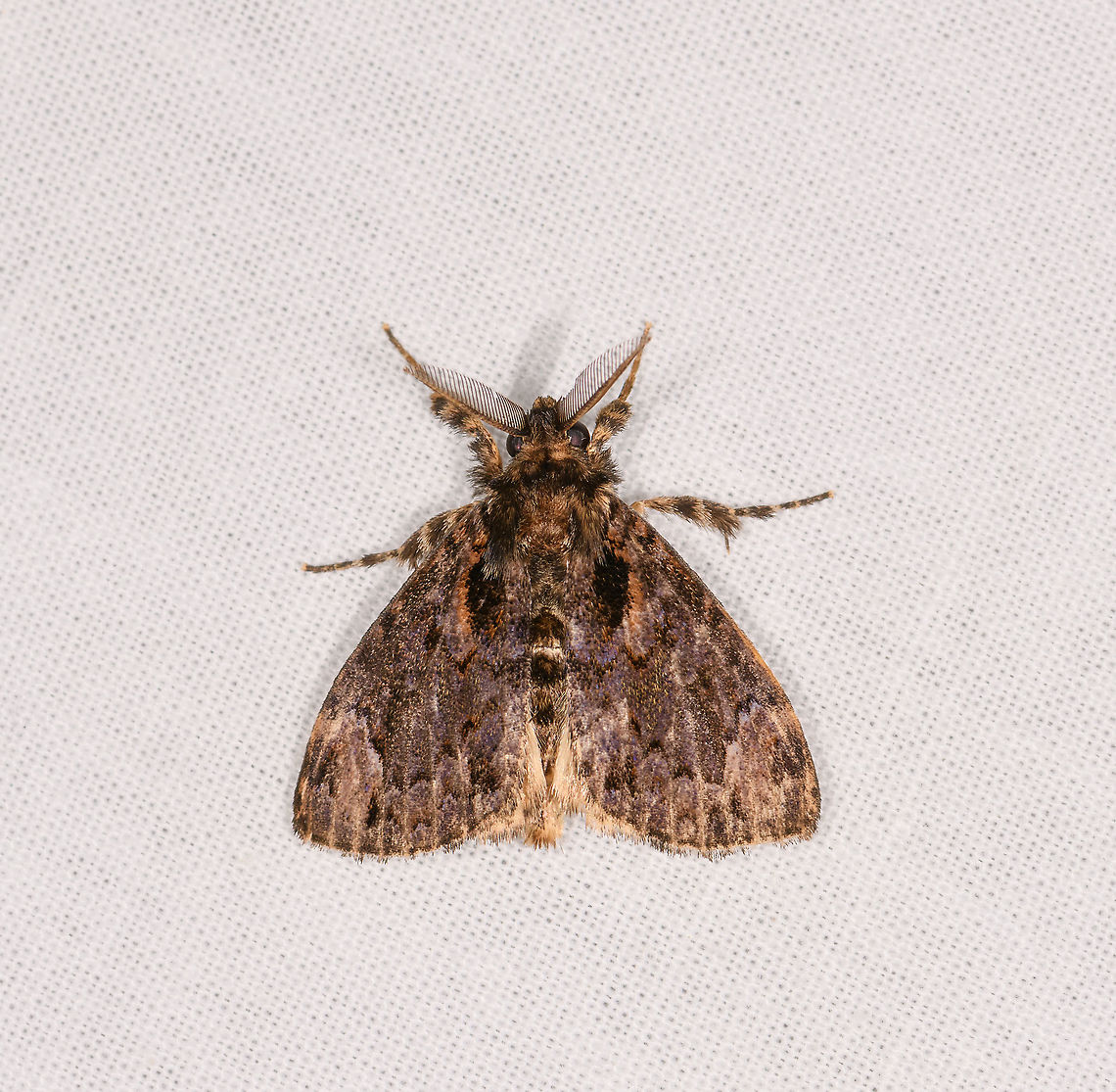Orgyia postica, Ivoloina park, Madagascar Tenative ID. Africa,Cocoa tussock moth,Geotagged,Ivoloina park,LepiLED,Madagascar,Madagascar 2019,Orgyia postica,Winter,World