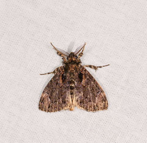 Orgyia postica, Ivoloina park, Madagascar Tenative ID. Africa,Cocoa tussock moth,Geotagged,Ivoloina park,LepiLED,Madagascar,Madagascar 2019,Orgyia postica,Winter,World