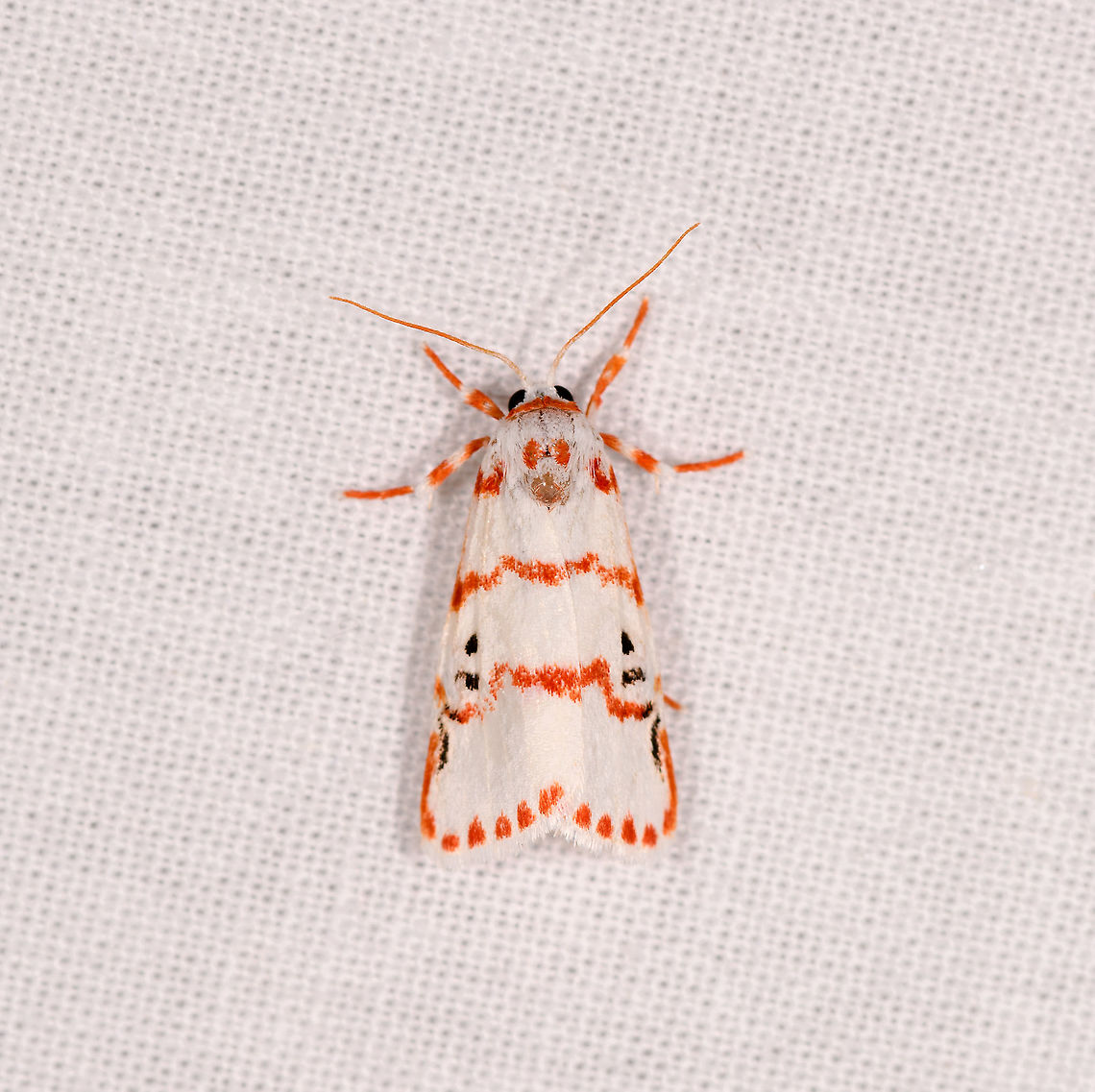 Cyana amatura, Ivoloina park, Madagascar Reference:<br />
<a href="http://www.afromoths.net/genus/show/740250" rel="nofollow">http://www.afromoths.net/genus/show/740250</a><br />
<br />
Cyana amatura seems the most likely match based on locality and specifically the dotted wing edge. Africa,Cyana amatura,Geotagged,Ivoloina park,LepiLED,Madagascar,Madagascar 2019,Winter,World