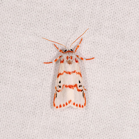 Cyana amatura, Ivoloina park, Madagascar Reference:
http://www.afromoths.net/genus/show/740250

Cyana amatura seems the most likely match based on locality and specifically the dotted wing edge. Africa,Cyana amatura,Geotagged,Ivoloina park,LepiLED,Madagascar,Madagascar 2019,Winter,World