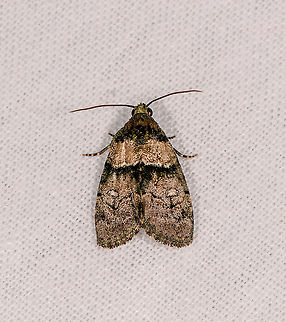 Hypheninae? Ivoloina park, Madagascar  Africa,Geotagged,Ivoloina park,LepiLED,Madagascar,Madagascar 2019,Winter,World