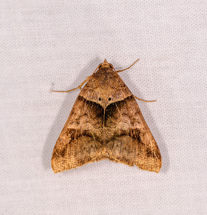 Mocis sp. - 2?, Ivoloina park, Madagascar Possibly related:<br />
<figure class="photo"><a href="https://www.jungledragon.com/image/89490/pale_brown_lines_mocis_conveniens_ivoloina_park_-_closed_wings_madagascar.html" title="Pale brown lines (Mocis conveniens), Ivoloina park - closed wings, Madagascar"><img src="https://s3.amazonaws.com/media.jungledragon.com/images/2/89490_thumb.jpg?AWSAccessKeyId=05GMT0V3GWVNE7GGM1R2&Expires=1759968010&Signature=YaZAow567t%2BHXHvZB7lcQ60NwX8%3D" width="200" height="184" alt="Pale brown lines (Mocis conveniens), Ivoloina park - closed wings, Madagascar ID reference:<br />
https://www.africanmoths.com/pages/EREBIDAE/EREBINAE/mocis conveniens.htm<br />
https://www.jungledragon.com/image/89486/pale_brown_lines_mocis_conveniens_ivoloina_park_madagascar.html Africa,Geotagged,Ivoloina park,LepiLED,Madagascar,Madagascar 2019,Mocis conveniens,Pale brown lines,Winter,World" /></a></figure> Africa,Geotagged,Ivoloina park,LepiLED,Madagascar,Madagascar 2019,Winter,World