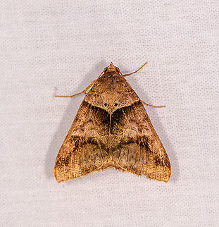 Mocis sp. - 2?, Ivoloina park, Madagascar Possibly related:
https://www.jungledragon.com/image/89490/pale_brown_lines_mocis_conveniens_ivoloina_park_-_closed_wings_madagascar.html Africa,Geotagged,Ivoloina park,LepiLED,Madagascar,Madagascar 2019,Winter,World