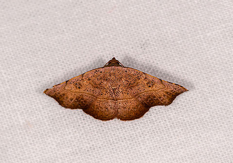 Brown hooktip, Ivoloina park, Madagascar Laspeyria sp? Africa,Geotagged,Ivoloina park,LepiLED,Madagascar,Madagascar 2019,Winter,World