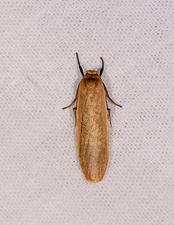 Eilema sp. - 3, Ivoloina park, Madagascar Updated ID by Maik Bippus. Africa,Danielithosia immaculata,Geotagged,Ivoloina park,LepiLED,Madagascar,Madagascar 2019,Winter,World