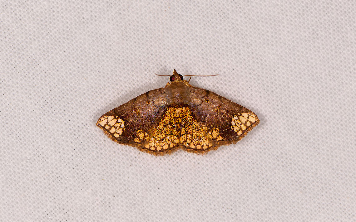 Tegiapa steganioides, Ivoloina park,Madagascar Puzzled by this beauty. The overall pattern of dull brown mixed with areas of complex lining on yellow reminds of species in the Nematocampa genus. Yet this is an American genus, and the pattern seems upside down.<br />
<br />
Closer to Madagascar there is Achaea illustrata:<br />
<a href="https://www.inaturalist.org/observations/10986575" rel="nofollow">https://www.inaturalist.org/observations/10986575</a><br />
<br />
Yet not a match, and possibly misidentified. Africa,Geotagged,Ivoloina park,LepiLED,Madagascar,Madagascar 2019,Tegiapa steganioides,Winter,World