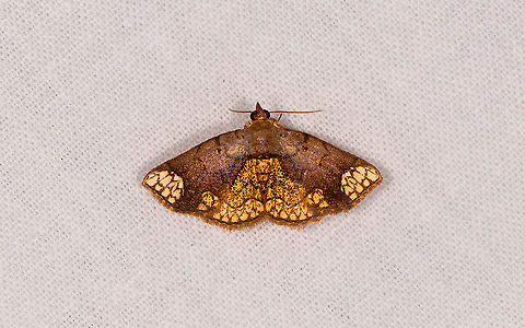 Tegiapa steganioides, Ivoloina park,Madagascar Puzzled by this beauty. The overall pattern of dull brown mixed with areas of complex lining on yellow reminds of species in the Nematocampa genus. Yet this is an American genus, and the pattern seems upside down.

Closer to Madagascar there is Achaea illustrata:
https://www.inaturalist.org/observations/10986575

Yet not a match, and possibly misidentified. Africa,Geotagged,Ivoloina park,LepiLED,Madagascar,Madagascar 2019,Tegiapa steganioides,Winter,World