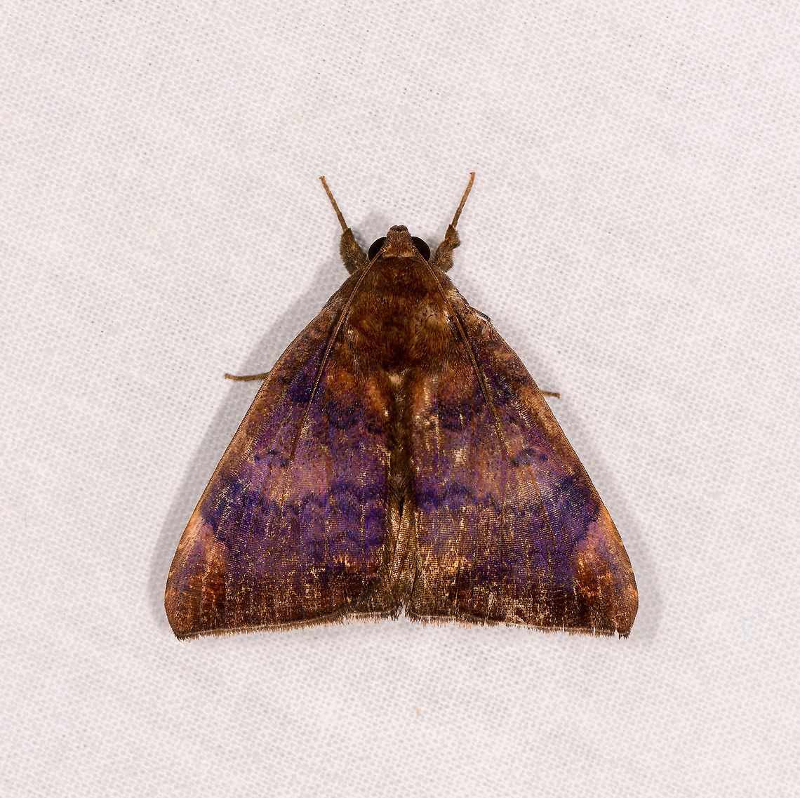 Achea euryplaga, Ivoloina park, Madagascar Note the purple glow revealed by flash, a few species in the Achaea genus seem to have this.<br />
ID by Maik Bippus. Achaea euryplaga,Achea euryplaga,Africa,Geotagged,Ivoloina park,LepiLED,Madagascar,Madagascar 2019,Winter,World