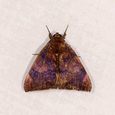 Achea euryplaga, Ivoloina park, Madagascar Note the purple glow revealed by flash, a few species in the Achaea genus seem to have this.
ID by Maik Bippus. Achaea euryplaga,Achea euryplaga,Africa,Geotagged,Ivoloina park,LepiLED,Madagascar,Madagascar 2019,Winter,World