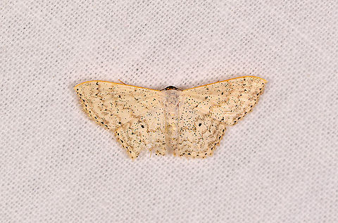 Scopula minorata? Ivoloina park, Madagascar Scopula minorata seems a visually strong match, and is known to occur also in Madagascar. Only doubtful part are the antennae on my photo, which seem very dark, whilst Scopula minorata antennae are light. I'm not sure if this is a decisive difference. Africa,Geotagged,Ivoloina park,LepiLED,Madagascar,Madagascar 2019,Scopula minorata,Winter,World