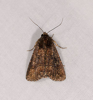 Condica sp.? Ivoloina park, Madagascar  Africa,Condica conducta,Geotagged,Ivoloina park,LepiLED,Madagascar,Madagascar 2019,Winter,World