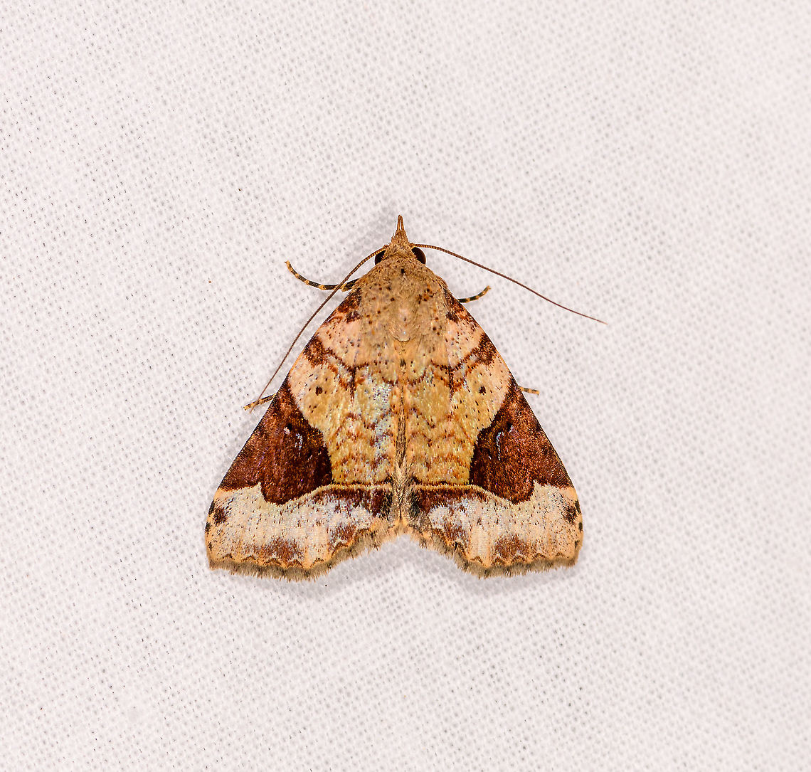 Tytroca or Ozarba sp.? Ivoloina park, Madagascar This ends our 2019 Madagascar mothing series! Some closing words:<br />
<br />
Madagascar mothing was an uphill battle, mostly because we were there off-season. In comparison to our wild first tropical mothing experience in Colombia (2018):<br />
<ul class="collections-simple"><li><a href="https://www.jungledragon.com/list/525" title="view as slideshow" class="button slideshow"><em class="fa fa-bookmark"></em>Moths of Colombia - 2018</a></li></ul><br />
...we had to lower expectations significantly. In a way, we peaked very early in our young mothing &quot;career&quot;. The Colombia mothing experience was so overwhelming that we could hardly breath due to the amount of moths, and they would constantly block photography as they were on flash and inside the lens. On the cloth, they were so numerous as to constantly overlap. <br />
<br />
Not so much during winter in Madagascar. At best, there were a few dozen on the cloth, and we had to fight hard to photograph them amidst rain and wind. We squeezed the maximum out of every yield, as it was all we could do. <br />
<br />
The result is 225 photos, spread across roughly 200 species. Given conditions, I&#039;m happy with the numbers. It&#039;s not spectacular, but it&#039;s not nothing either. We were simply spoiled early on. And I take joy in the obscurity of it. Mothing in Africa does not seem common and even less common in Madagascar.<br />
<br />
Here&#039;s the final set, and a special thanks to Christine Young for the incredible help with identification:<br />
<br />
<ul class="collections-simple"><li><a href="https://www.jungledragon.com/list/568" title="view as slideshow" class="button slideshow"><em class="fa fa-bookmark"></em>Moths of Madagascar - 2019</a></li></ul><br />
If the universe does not block our plan, our next major mothing revenge will be in Ecuador, coming November. Africa,Geotagged,Ivoloina park,LepiLED,Madagascar,Madagascar 2019,Winter,World