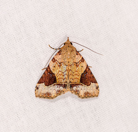Tytroca or Ozarba sp.? Ivoloina park, Madagascar This ends our 2019 Madagascar mothing series! Some closing words:

Madagascar mothing was an uphill battle, mostly because we were there off-season. In comparison to our wild first tropical mothing experience in Colombia (2018):
https://www.jungledragon.com/list/525/moths_of_colombia_-_2018.html
...we had to lower expectations significantly. In a way, we peaked very early in our young mothing "career". The Colombia mothing experience was so overwhelming that we could hardly breath due to the amount of moths, and they would constantly block photography as they were on flash and inside the lens. On the cloth, they were so numerous as to constantly overlap. 

Not so much during winter in Madagascar. At best, there were a few dozen on the cloth, and we had to fight hard to photograph them amidst rain and wind. We squeezed the maximum out of every yield, as it was all we could do. 

The result is 225 photos, spread across roughly 200 species. Given conditions, I'm happy with the numbers. It's not spectacular, but it's not nothing either. We were simply spoiled early on. And I take joy in the obscurity of it. Mothing in Africa does not seem common and even less common in Madagascar.

Here's the final set, and a special thanks to Christine Young for the incredible help with identification:

https://www.jungledragon.com/list/568/moths_of_madagascar_-_2019.html
If the universe does not block our plan, our next major mothing revenge will be in Ecuador, coming November. Africa,Geotagged,Ivoloina park,LepiLED,Madagascar,Madagascar 2019,Winter,World
