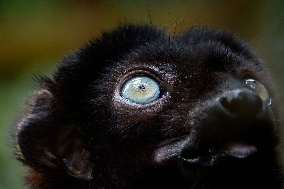 Blue-eyed black lemur - male eye, Ivoloina park, Madagascar In captivity, to be released back into the wild. As the name suggests, this species&#039; distinguishing feature is their blue eyes, present in both males and females. A unique feature in primates, the only other species that (sometimes) has blue eyes is us. The male is black with occasional brown highlights, the female is a vibrant orange color.<br />
<br />
Almost all of Madagascar&#039;s 100+ lemur species are endangered or critically endangered. This one is in particular trouble. It&#039;s original natural range is tiny, a small speck in the Northwest of Madagascar. This habitat is almost entirely cleared, and the species is close to extinction in the wild.<br />
<figure class="photo"><a href="https://www.jungledragon.com/image/90624/blue-eyed_black_lemur_-_male_ivoloina_park_madagascar.html" title="Blue-eyed black lemur - male, Ivoloina park, Madagascar"><img src="https://s3.amazonaws.com/media.jungledragon.com/images/2/90624_thumb.jpg?AWSAccessKeyId=05GMT0V3GWVNE7GGM1R2&Expires=1759968010&Signature=gM13JGhAiTCHi2xHoPEAPYGJ86A%3D" width="200" height="158" alt="Blue-eyed black lemur - male, Ivoloina park, Madagascar In captivity, to be released back into the wild. As the name suggests, this species&#039; distinguishing feature is their blue eyes, present in both males and females. A unique feature in primates, the only other species that (sometimes) has blue eyes is us. The male is black with occasional brown highlights, the female is a vibrant orange color.<br />
<br />
Almost all of Madagascar&#039;s 100+ lemur species are endangered or critically endangered. This one is in particular trouble. It&#039;s original natural range is tiny, a small speck in the Northwest of Madagascar. This habitat is almost entirely cleared, and the species is close to extinction in the wild.<br />
https://www.jungledragon.com/image/90623/blue-eyed_black_lemur_-_male_eye_ivoloina_parkmadagascar.html<br />
https://www.jungledragon.com/image/90626/blue-eyed_black_lemur_-_female_ivoloina_parkmadagascar.html<br />
https://www.jungledragon.com/image/90625/blue-eyed_black_lemur_-_female_portrait_ivoloina_parkmadagascar.html Africa,Blue-eyed black lemur,Eulemur flavifrons,Ivoloina park,Madagascar,Madagascar 2019,World" /></a></figure><br />
<figure class="photo"><a href="https://www.jungledragon.com/image/90626/blue-eyed_black_lemur_-_female_ivoloina_park_madagascar.html" title="Blue-eyed black lemur - female, Ivoloina park, Madagascar"><img src="https://s3.amazonaws.com/media.jungledragon.com/images/2/90626_thumb.jpg?AWSAccessKeyId=05GMT0V3GWVNE7GGM1R2&Expires=1759968010&Signature=QL5AVDevWSvQvfvD02HHm6Le0lg%3D" width="200" height="134" alt="Blue-eyed black lemur - female, Ivoloina park, Madagascar In captivity, to be released back into the wild. As the name suggests, this species&#039; distinguishing feature is their blue eyes, present in both males and females. A unique feature in primates, the only other species that (sometimes) has blue eyes is us. The male is black with occasional brown highlights, the female is a vibrant orange color.<br />
<br />
Almost all of Madagascar&#039;s 100+ lemur species are endangered or critically endangered. This one is in particular trouble. It&#039;s original natural range is tiny, a small speck in the Northwest of Madagascar. This habitat is almost entirely cleared, and the species is close to extinction in the wild.<br />
https://www.jungledragon.com/image/90624/blue-eyed_black_lemur_-_male_ivoloina_parkmadagascar.html<br />
https://www.jungledragon.com/image/90623/blue-eyed_black_lemur_-_male_eye_ivoloina_parkmadagascar.html<br />
https://www.jungledragon.com/image/90625/blue-eyed_black_lemur_-_female_portrait_ivoloina_parkmadagascar.html Africa,Blue-eyed black lemur,Eulemur flavifrons,Ivoloina park,Madagascar,Madagascar 2019,World" /></a></figure><br />
<figure class="photo"><a href="https://www.jungledragon.com/image/90625/blue-eyed_black_lemur_-_female_portrait_ivoloina_park_madagascar.html" title="Blue-eyed black lemur - female portrait, Ivoloina park, Madagascar"><img src="https://s3.amazonaws.com/media.jungledragon.com/images/2/90625_thumb.jpg?AWSAccessKeyId=05GMT0V3GWVNE7GGM1R2&Expires=1759968010&Signature=LdiJYSQ4GTnHxfMEFo1D0nzmM9o%3D" width="200" height="134" alt="Blue-eyed black lemur - female portrait, Ivoloina park, Madagascar In captivity, to be released back into the wild. As the name suggests, this species&#039; distinguishing feature is their blue eyes, present in both males and females. A unique feature in primates, the only other species that (sometimes) has blue eyes is us. The male is black with occasional brown highlights, the female is a vibrant orange color.<br />
<br />
Almost all of Madagascar&#039;s 100+ lemur species are endangered or critically endangered. This one is in particular trouble. It&#039;s original natural range is tiny, a small speck in the Northwest of Madagascar. This habitat is almost entirely cleared, and the species is close to extinction in the wild.<br />
https://www.jungledragon.com/image/90624/blue-eyed_black_lemur_-_male_ivoloina_parkmadagascar.html<br />
https://www.jungledragon.com/image/90623/blue-eyed_black_lemur_-_male_eye_ivoloina_parkmadagascar.html<br />
https://www.jungledragon.com/image/90626/blue-eyed_black_lemur_-_female_ivoloina_parkmadagascar.html Africa,Blue-eyed black lemur,Eulemur flavifrons,Ivoloina park,Madagascar,Madagascar 2019,World" /></a></figure> Africa,Blue-eyed black lemur,Eulemur flavifrons,Ivoloina park,Madagascar,Madagascar 2019,World