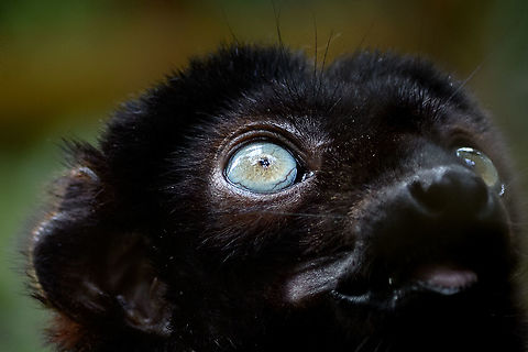 Blue-eyed black lemur - male eye, Ivoloina park, Madagascar In captivity, to be released back into the wild. As the name suggests, this species' distinguishing feature is their blue eyes, present in both males and females. A unique feature in primates, the only other species that (sometimes) has blue eyes is us. The male is black with occasional brown highlights, the female is a vibrant orange color.
Almost all of Madagascar's 100+ lemur species are endangered or critically endangered. This one is in particular trouble. It's original natural range is tiny, a small speck in the Northwest of Madagascar. This habitat is almost entirely cleared, and the species is close to extinction in the wild.
https://www.jungledragon.com/image/90624/blue-eyed_black_lemur_-_male_ivoloina_parkmadagascar.html
https://www.jungledragon.com/image/90626/blue-eyed_black_lemur_-_female_ivoloina_parkmadagascar.html
https://www.jungledragon.com/image/90625/blue-eyed_black_lemur_-_female_portrait_ivoloina_parkmadagascar.html Africa,Blue-eyed black lemur,Eulemur flavifrons,Ivoloina park,Madagascar,Madagascar 2019,World
