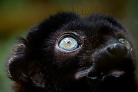 Blue-eyed black lemur - male eye, Ivoloina park, Madagascar In captivity, to be released back into the wild. As the name suggests, this species' distinguishing feature is their blue eyes, present in both males and females. A unique feature in primates, the only other species that (sometimes) has blue eyes is us. The male is black with occasional brown highlights, the female is a vibrant orange color.<br />
<br />
Almost all of Madagascar's 100+ lemur species are endangered or critically endangered. This one is in particular trouble. It's original natural range is tiny, a small speck in the Northwest of Madagascar. This habitat is almost entirely cleared, and the species is close to extinction in the wild.<br />
https://www.jungledragon.com/image/90624/blue-eyed_black_lemur_-_male_ivoloina_parkmadagascar.html<br />
https://www.jungledragon.com/image/90626/blue-eyed_black_lemur_-_female_ivoloina_parkmadagascar.html<br />
https://www.jungledragon.com/image/90625/blue-eyed_black_lemur_-_female_portrait_ivoloina_parkmadagascar.html Africa,Blue-eyed black lemur,Eulemur flavifrons,Ivoloina park,Madagascar,Madagascar 2019,World