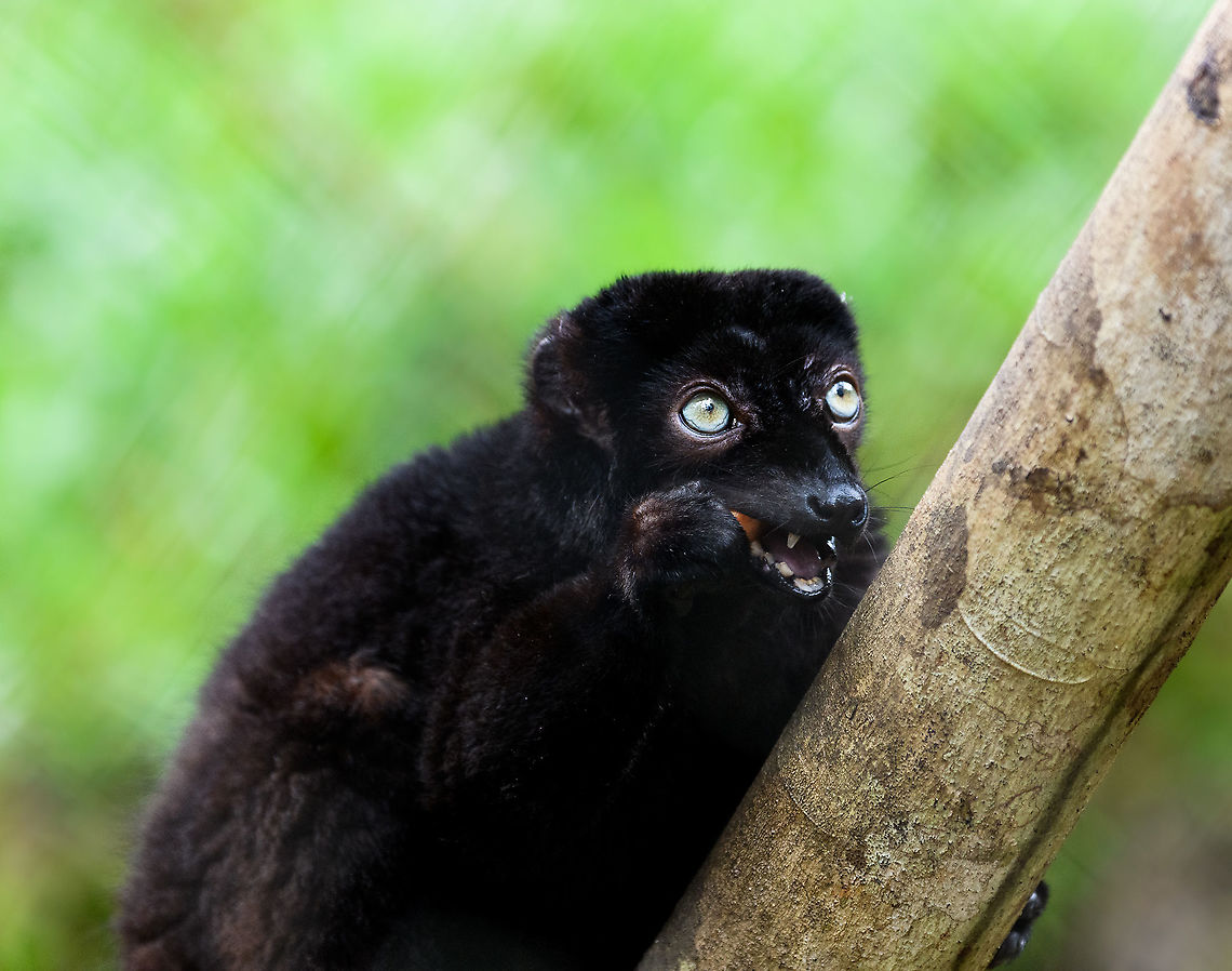 Blue-eyed black lemur - male, Ivoloina park, Madagascar In captivity, to be released back into the wild. As the name suggests, this species' distinguishing feature is their blue eyes, present in both males and females. A unique feature in primates, the only other species that (sometimes) has blue eyes is us. The male is black with occasional brown highlights, the female is a vibrant orange color.<br />
<br />
Almost all of Madagascar's 100+ lemur species are endangered or critically endangered. This one is in particular trouble. It's original natural range is tiny, a small speck in the Northwest of Madagascar. This habitat is almost entirely cleared, and the species is close to extinction in the wild.<br />
<figure class="photo"><a href="https://www.jungledragon.com/image/90623/blue-eyed_black_lemur_-_male_eye_ivoloina_park_madagascar.html" title="Blue-eyed black lemur - male eye, Ivoloina park, Madagascar"><img src="https://s3.amazonaws.com/media.jungledragon.com/images/2/90623_thumb.jpg?AWSAccessKeyId=05GMT0V3GWVNE7GGM1R2&Expires=1763596810&Signature=gIo85408Coed43G45XbMFH%2FrX60%3D" width="200" height="134" alt="Blue-eyed black lemur - male eye, Ivoloina park, Madagascar In captivity, to be released back into the wild. As the name suggests, this species' distinguishing feature is their blue eyes, present in both males and females. A unique feature in primates, the only other species that (sometimes) has blue eyes is us. The male is black with occasional brown highlights, the female is a vibrant orange color.<br />
<br />
Almost all of Madagascar's 100+ lemur species are endangered or critically endangered. This one is in particular trouble. It's original natural range is tiny, a small speck in the Northwest of Madagascar. This habitat is almost entirely cleared, and the species is close to extinction in the wild.<br />
https://www.jungledragon.com/image/90624/blue-eyed_black_lemur_-_male_ivoloina_parkmadagascar.html<br />
https://www.jungledragon.com/image/90626/blue-eyed_black_lemur_-_female_ivoloina_parkmadagascar.html<br />
https://www.jungledragon.com/image/90625/blue-eyed_black_lemur_-_female_portrait_ivoloina_parkmadagascar.html Africa,Blue-eyed black lemur,Eulemur flavifrons,Ivoloina park,Madagascar,Madagascar 2019,World" /></a></figure><br />
<figure class="photo"><a href="https://www.jungledragon.com/image/90626/blue-eyed_black_lemur_-_female_ivoloina_park_madagascar.html" title="Blue-eyed black lemur - female, Ivoloina park, Madagascar"><img src="https://s3.amazonaws.com/media.jungledragon.com/images/2/90626_thumb.jpg?AWSAccessKeyId=05GMT0V3GWVNE7GGM1R2&Expires=1763596810&Signature=Lf3tuluhkp70Lj5ifcI3xARq10Q%3D" width="200" height="134" alt="Blue-eyed black lemur - female, Ivoloina park, Madagascar In captivity, to be released back into the wild. As the name suggests, this species' distinguishing feature is their blue eyes, present in both males and females. A unique feature in primates, the only other species that (sometimes) has blue eyes is us. The male is black with occasional brown highlights, the female is a vibrant orange color.<br />
<br />
Almost all of Madagascar's 100+ lemur species are endangered or critically endangered. This one is in particular trouble. It's original natural range is tiny, a small speck in the Northwest of Madagascar. This habitat is almost entirely cleared, and the species is close to extinction in the wild.<br />
https://www.jungledragon.com/image/90624/blue-eyed_black_lemur_-_male_ivoloina_parkmadagascar.html<br />
https://www.jungledragon.com/image/90623/blue-eyed_black_lemur_-_male_eye_ivoloina_parkmadagascar.html<br />
https://www.jungledragon.com/image/90625/blue-eyed_black_lemur_-_female_portrait_ivoloina_parkmadagascar.html Africa,Blue-eyed black lemur,Eulemur flavifrons,Ivoloina park,Madagascar,Madagascar 2019,World" /></a></figure><br />
<figure class="photo"><a href="https://www.jungledragon.com/image/90625/blue-eyed_black_lemur_-_female_portrait_ivoloina_park_madagascar.html" title="Blue-eyed black lemur - female portrait, Ivoloina park, Madagascar"><img src="https://s3.amazonaws.com/media.jungledragon.com/images/2/90625_thumb.jpg?AWSAccessKeyId=05GMT0V3GWVNE7GGM1R2&Expires=1763596810&Signature=ar0v5NmFN8Dx4KkOAE4HJY7Qlu8%3D" width="200" height="134" alt="Blue-eyed black lemur - female portrait, Ivoloina park, Madagascar In captivity, to be released back into the wild. As the name suggests, this species' distinguishing feature is their blue eyes, present in both males and females. A unique feature in primates, the only other species that (sometimes) has blue eyes is us. The male is black with occasional brown highlights, the female is a vibrant orange color.<br />
<br />
Almost all of Madagascar's 100+ lemur species are endangered or critically endangered. This one is in particular trouble. It's original natural range is tiny, a small speck in the Northwest of Madagascar. This habitat is almost entirely cleared, and the species is close to extinction in the wild.<br />
https://www.jungledragon.com/image/90624/blue-eyed_black_lemur_-_male_ivoloina_parkmadagascar.html<br />
https://www.jungledragon.com/image/90623/blue-eyed_black_lemur_-_male_eye_ivoloina_parkmadagascar.html<br />
https://www.jungledragon.com/image/90626/blue-eyed_black_lemur_-_female_ivoloina_parkmadagascar.html Africa,Blue-eyed black lemur,Eulemur flavifrons,Ivoloina park,Madagascar,Madagascar 2019,World" /></a></figure> Africa,Blue-eyed black lemur,Eulemur flavifrons,Ivoloina park,Madagascar,Madagascar 2019,World