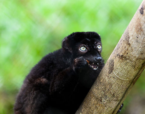 Blue-eyed black lemur - male, Ivoloina park, Madagascar In captivity, to be released back into the wild. As the name suggests, this species' distinguishing feature is their blue eyes, present in both males and females. A unique feature in primates, the only other species that (sometimes) has blue eyes is us. The male is black with occasional brown highlights, the female is a vibrant orange color.

Almost all of Madagascar's 100+ lemur species are endangered or critically endangered. This one is in particular trouble. It's original natural range is tiny, a small speck in the Northwest of Madagascar. This habitat is almost entirely cleared, and the species is close to extinction in the wild.
https://www.jungledragon.com/image/90623/blue-eyed_black_lemur_-_male_eye_ivoloina_parkmadagascar.html
https://www.jungledragon.com/image/90626/blue-eyed_black_lemur_-_female_ivoloina_parkmadagascar.html
https://www.jungledragon.com/image/90625/blue-eyed_black_lemur_-_female_portrait_ivoloina_parkmadagascar.html Africa,Blue-eyed black lemur,Eulemur flavifrons,Ivoloina park,Madagascar,Madagascar 2019,World