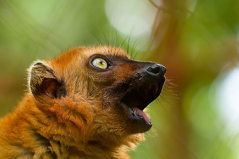 Blue-eyed black lemur - female portrait, Ivoloina park, Madagascar In captivity, to be released back into the wild. As the name suggests, this species' distinguishing feature is their blue eyes, present in both males and females. A unique feature in primates, the only other species that (sometimes) has blue eyes is us. The male is black with occasional brown highlights, the female is a vibrant orange color.

Almost all of Madagascar's 100+ lemur species are endangered or critically endangered. This one is in particular trouble. It's original natural range is tiny, a small speck in the Northwest of Madagascar. This habitat is almost entirely cleared, and the species is close to extinction in the wild.
https://www.jungledragon.com/image/90624/blue-eyed_black_lemur_-_male_ivoloina_parkmadagascar.html
https://www.jungledragon.com/image/90623/blue-eyed_black_lemur_-_male_eye_ivoloina_parkmadagascar.html
https://www.jungledragon.com/image/90626/blue-eyed_black_lemur_-_female_ivoloina_parkmadagascar.html Africa,Blue-eyed black lemur,Eulemur flavifrons,Ivoloina park,Madagascar,Madagascar 2019,World