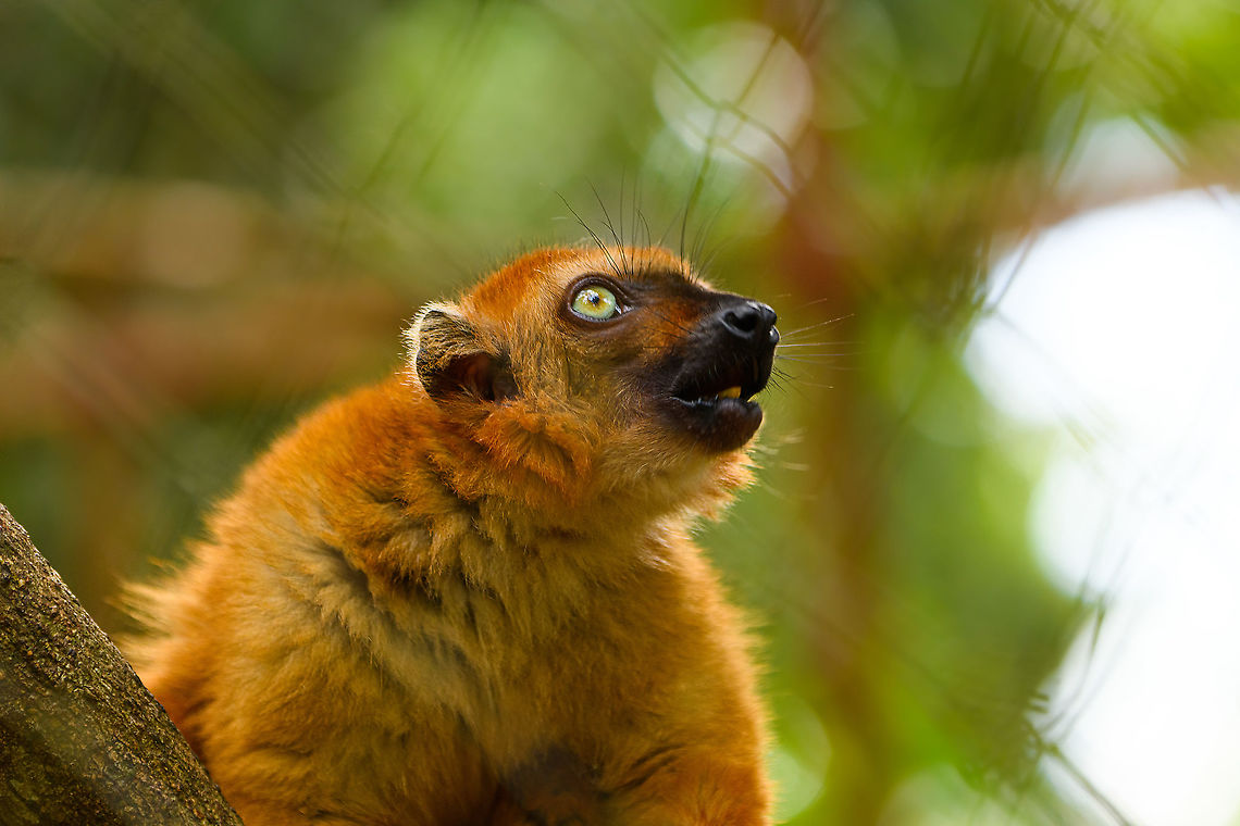 Blue-eyed black lemur - female, Ivoloina park, Madagascar In captivity, to be released back into the wild. As the name suggests, this species' distinguishing feature is their blue eyes, present in both males and females. A unique feature in primates, the only other species that (sometimes) has blue eyes is us. The male is black with occasional brown highlights, the female is a vibrant orange color.<br />
<br />
Almost all of Madagascar's 100+ lemur species are endangered or critically endangered. This one is in particular trouble. It's original natural range is tiny, a small speck in the Northwest of Madagascar. This habitat is almost entirely cleared, and the species is close to extinction in the wild.<br />
<figure class="photo"><a href="https://www.jungledragon.com/image/90624/blue-eyed_black_lemur_-_male_ivoloina_park_madagascar.html" title="Blue-eyed black lemur - male, Ivoloina park, Madagascar"><img src="https://s3.amazonaws.com/media.jungledragon.com/images/2/90624_thumb.jpg?AWSAccessKeyId=05GMT0V3GWVNE7GGM1R2&Expires=1759968010&Signature=gM13JGhAiTCHi2xHoPEAPYGJ86A%3D" width="200" height="158" alt="Blue-eyed black lemur - male, Ivoloina park, Madagascar In captivity, to be released back into the wild. As the name suggests, this species' distinguishing feature is their blue eyes, present in both males and females. A unique feature in primates, the only other species that (sometimes) has blue eyes is us. The male is black with occasional brown highlights, the female is a vibrant orange color.<br />
<br />
Almost all of Madagascar's 100+ lemur species are endangered or critically endangered. This one is in particular trouble. It's original natural range is tiny, a small speck in the Northwest of Madagascar. This habitat is almost entirely cleared, and the species is close to extinction in the wild.<br />
https://www.jungledragon.com/image/90623/blue-eyed_black_lemur_-_male_eye_ivoloina_parkmadagascar.html<br />
https://www.jungledragon.com/image/90626/blue-eyed_black_lemur_-_female_ivoloina_parkmadagascar.html<br />
https://www.jungledragon.com/image/90625/blue-eyed_black_lemur_-_female_portrait_ivoloina_parkmadagascar.html Africa,Blue-eyed black lemur,Eulemur flavifrons,Ivoloina park,Madagascar,Madagascar 2019,World" /></a></figure><br />
<figure class="photo"><a href="https://www.jungledragon.com/image/90623/blue-eyed_black_lemur_-_male_eye_ivoloina_park_madagascar.html" title="Blue-eyed black lemur - male eye, Ivoloina park, Madagascar"><img src="https://s3.amazonaws.com/media.jungledragon.com/images/2/90623_thumb.jpg?AWSAccessKeyId=05GMT0V3GWVNE7GGM1R2&Expires=1759968010&Signature=Byb0s1QOIsq4z71hbMsFwIRvvQg%3D" width="200" height="134" alt="Blue-eyed black lemur - male eye, Ivoloina park, Madagascar In captivity, to be released back into the wild. As the name suggests, this species' distinguishing feature is their blue eyes, present in both males and females. A unique feature in primates, the only other species that (sometimes) has blue eyes is us. The male is black with occasional brown highlights, the female is a vibrant orange color.<br />
<br />
Almost all of Madagascar's 100+ lemur species are endangered or critically endangered. This one is in particular trouble. It's original natural range is tiny, a small speck in the Northwest of Madagascar. This habitat is almost entirely cleared, and the species is close to extinction in the wild.<br />
https://www.jungledragon.com/image/90624/blue-eyed_black_lemur_-_male_ivoloina_parkmadagascar.html<br />
https://www.jungledragon.com/image/90626/blue-eyed_black_lemur_-_female_ivoloina_parkmadagascar.html<br />
https://www.jungledragon.com/image/90625/blue-eyed_black_lemur_-_female_portrait_ivoloina_parkmadagascar.html Africa,Blue-eyed black lemur,Eulemur flavifrons,Ivoloina park,Madagascar,Madagascar 2019,World" /></a></figure><br />
<figure class="photo"><a href="https://www.jungledragon.com/image/90625/blue-eyed_black_lemur_-_female_portrait_ivoloina_park_madagascar.html" title="Blue-eyed black lemur - female portrait, Ivoloina park, Madagascar"><img src="https://s3.amazonaws.com/media.jungledragon.com/images/2/90625_thumb.jpg?AWSAccessKeyId=05GMT0V3GWVNE7GGM1R2&Expires=1759968010&Signature=LdiJYSQ4GTnHxfMEFo1D0nzmM9o%3D" width="200" height="134" alt="Blue-eyed black lemur - female portrait, Ivoloina park, Madagascar In captivity, to be released back into the wild. As the name suggests, this species' distinguishing feature is their blue eyes, present in both males and females. A unique feature in primates, the only other species that (sometimes) has blue eyes is us. The male is black with occasional brown highlights, the female is a vibrant orange color.<br />
<br />
Almost all of Madagascar's 100+ lemur species are endangered or critically endangered. This one is in particular trouble. It's original natural range is tiny, a small speck in the Northwest of Madagascar. This habitat is almost entirely cleared, and the species is close to extinction in the wild.<br />
https://www.jungledragon.com/image/90624/blue-eyed_black_lemur_-_male_ivoloina_parkmadagascar.html<br />
https://www.jungledragon.com/image/90623/blue-eyed_black_lemur_-_male_eye_ivoloina_parkmadagascar.html<br />
https://www.jungledragon.com/image/90626/blue-eyed_black_lemur_-_female_ivoloina_parkmadagascar.html Africa,Blue-eyed black lemur,Eulemur flavifrons,Ivoloina park,Madagascar,Madagascar 2019,World" /></a></figure> Africa,Blue-eyed black lemur,Eulemur flavifrons,Ivoloina park,Madagascar,Madagascar 2019,World
