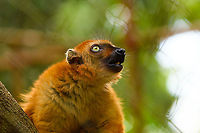 Blue-eyed black lemur - female, Ivoloina park, Madagascar In captivity, to be released back into the wild. As the name suggests, this species' distinguishing feature is their blue eyes, present in both males and females. A unique feature in primates, the only other species that (sometimes) has blue eyes is us. The male is black with occasional brown highlights, the female is a vibrant orange color.<br />
<br />
Almost all of Madagascar's 100+ lemur species are endangered or critically endangered. This one is in particular trouble. It's original natural range is tiny, a small speck in the Northwest of Madagascar. This habitat is almost entirely cleared, and the species is close to extinction in the wild.<br />
https://www.jungledragon.com/image/90624/blue-eyed_black_lemur_-_male_ivoloina_parkmadagascar.html<br />
https://www.jungledragon.com/image/90623/blue-eyed_black_lemur_-_male_eye_ivoloina_parkmadagascar.html<br />
https://www.jungledragon.com/image/90625/blue-eyed_black_lemur_-_female_portrait_ivoloina_parkmadagascar.html Africa,Blue-eyed black lemur,Eulemur flavifrons,Ivoloina park,Madagascar,Madagascar 2019,World