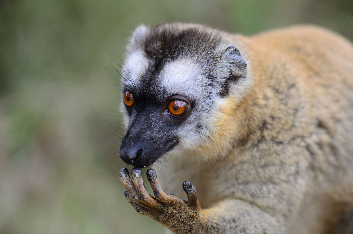 Finger-licking good! Near Andasibe, Madagascar is a small lemur island seperated by a narrow river once crosses with a boat. There, you can get real close to various species of lemur that are somewhat domesticated. It's not a truly wild situation, but quite a lot of fun, as they will jump on your back pack and head in search of fruit. This female Red Lemur is just about done eating a pine apple. Andasibe,Eulemur rufus,Geotagged,Lemur island,Madagascar,Red lemur