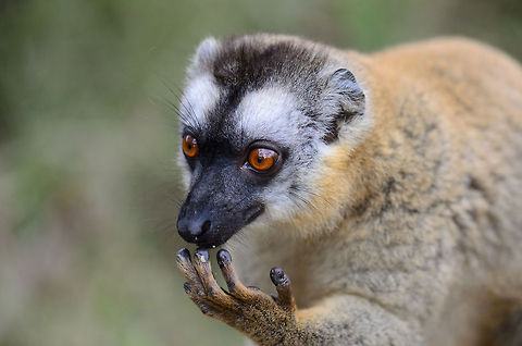 Northern red-fronted lemur