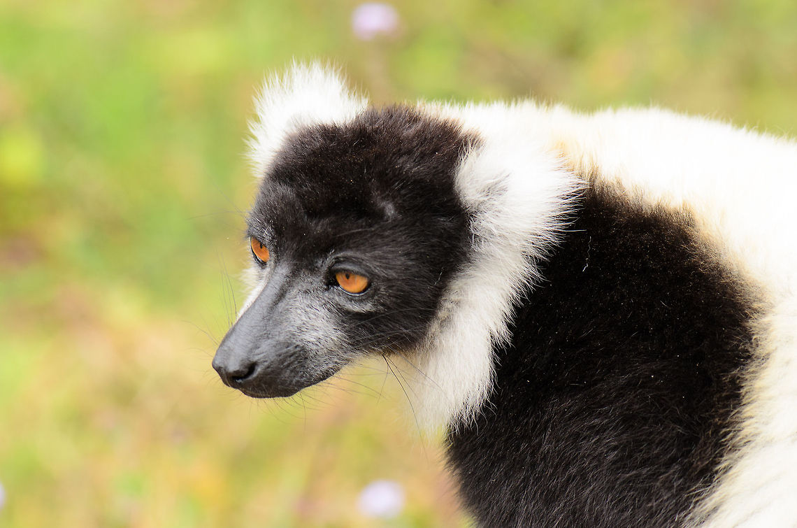 Black-and-white ruffed lemur A Black-and-white ruffed lemur looks bored on lemur island, where they behave as kings and queens. Andasibe,Black-and-white ruffed lemur,Geotagged,Lemur island,Madagascar,Varecia variegata