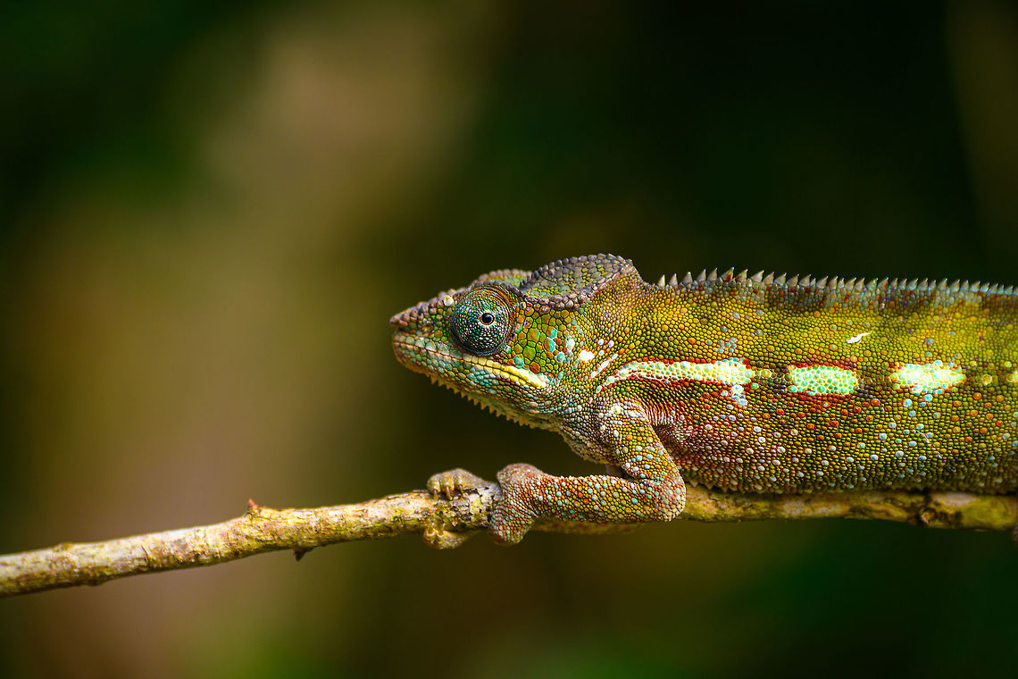 Panther chameleon, Ivoloina park,Madagascar In captivity, yet in a very large enclosure, at Ivoloina park. This is a female.<br />
<figure class="photo"><a href="https://www.jungledragon.com/image/90687/panther_chameleon_-_full_animal_ivoloina_parkmadagascar.html" title="Panther chameleon - full animal, Ivoloina park,Madagascar"><img src="https://s3.amazonaws.com/media.jungledragon.com/images/2/90687_thumb.jpg?AWSAccessKeyId=05GMT0V3GWVNE7GGM1R2&Expires=1769040010&Signature=T4tSHZifovYY8MNfIYbU1NDr27g%3D" width="200" height="134" alt="Panther chameleon - full animal, Ivoloina park,Madagascar In captivity, yet in a very large enclosure, at Ivoloina park. This is a female.<br />
https://www.jungledragon.com/image/90685/panther_chameleon_ivoloina_parkmadagascar.html<br />
https://www.jungledragon.com/image/90686/panther_chameleon_-_in_tree_ivoloina_parkmadagascar.html<br />
https://www.jungledragon.com/image/90688/panther_chameleon_-_hiding_ivoloina_parkmadagascar.html<br />
 Africa,Furcifer pardalis,Ivoloina park,Madagascar,Madagascar 2019,Panther chameleon,World" /></a></figure><br />
<figure class="photo"><a href="https://www.jungledragon.com/image/90686/panther_chameleon_-_in_tree_ivoloina_parkmadagascar.html" title="Panther chameleon - in tree, Ivoloina park,Madagascar"><img src="https://s3.amazonaws.com/media.jungledragon.com/images/2/90686_thumb.jpg?AWSAccessKeyId=05GMT0V3GWVNE7GGM1R2&Expires=1769040010&Signature=otK%2FXXR4%2FVE63iwSMtejbFF3gUM%3D" width="200" height="134" alt="Panther chameleon - in tree, Ivoloina park,Madagascar In captivity, yet in a very large enclosure, at Ivoloina park. This is a female.<br />
https://www.jungledragon.com/image/90687/panther_chameleon_-_full_animal_ivoloina_parkmadagascar.html<br />
https://www.jungledragon.com/image/90685/panther_chameleon_ivoloina_parkmadagascar.html<br />
https://www.jungledragon.com/image/90688/panther_chameleon_-_hiding_ivoloina_parkmadagascar.html<br />
 Africa,Furcifer pardalis,Geotagged,Ivoloina park,Madagascar,Madagascar 2019,Panther chameleon,Winter,World" /></a></figure><br />
<figure class="photo"><a href="https://www.jungledragon.com/image/90688/panther_chameleon_-_hiding_ivoloina_parkmadagascar.html" title="Panther chameleon - hiding, Ivoloina park,Madagascar"><img src="https://s3.amazonaws.com/media.jungledragon.com/images/2/90688_thumb.jpg?AWSAccessKeyId=05GMT0V3GWVNE7GGM1R2&Expires=1769040010&Signature=q4%2B1eeHpoD91twonpIHkKIHe%2FF8%3D" width="200" height="134" alt="Panther chameleon - hiding, Ivoloina park,Madagascar In captivity, yet in a very large enclosure, at Ivoloina park. This is a female.<br />
https://www.jungledragon.com/image/90687/panther_chameleon_-_full_animal_ivoloina_parkmadagascar.html<br />
https://www.jungledragon.com/image/90685/panther_chameleon_ivoloina_parkmadagascar.html<br />
https://www.jungledragon.com/image/90686/panther_chameleon_-_in_tree_ivoloina_parkmadagascar.html Africa,Furcifer pardalis,Geotagged,Ivoloina park,Madagascar,Madagascar 2019,Panther chameleon,Winter,World" /></a></figure><br />
 Africa,Furcifer pardalis,Geotagged,Ivoloina park,Madagascar,Madagascar 2019,Panther chameleon,Winter,World