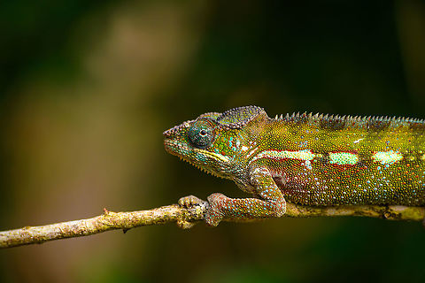 Panther chameleon, Ivoloina park,Madagascar In captivity, yet in a very large enclosure, at Ivoloina park. This is a female.
https://www.jungledragon.com/image/90687/panther_chameleon_-_full_animal_ivoloina_parkmadagascar.html
https://www.jungledragon.com/image/90686/panther_chameleon_-_in_tree_ivoloina_parkmadagascar.html
https://www.jungledragon.com/image/90688/panther_chameleon_-_hiding_ivoloina_parkmadagascar.html
 Africa,Furcifer pardalis,Geotagged,Ivoloina park,Madagascar,Madagascar 2019,Panther chameleon,Winter,World