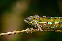 Panther chameleon, Ivoloina park,Madagascar In captivity, yet in a very large enclosure, at Ivoloina park. This is a female.<br />
https://www.jungledragon.com/image/90687/panther_chameleon_-_full_animal_ivoloina_parkmadagascar.html<br />
https://www.jungledragon.com/image/90686/panther_chameleon_-_in_tree_ivoloina_parkmadagascar.html<br />
https://www.jungledragon.com/image/90688/panther_chameleon_-_hiding_ivoloina_parkmadagascar.html<br />
Africa,Furcifer pardalis,Geotagged,Ivoloina park,Madagascar,Madagascar 2019,Panther chameleon,Winter,World