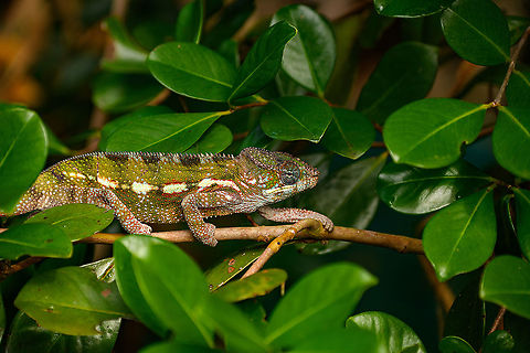 Panther chameleon - in tree, Ivoloina park,Madagascar In captivity, yet in a very large enclosure, at Ivoloina park. This is a female.
https://www.jungledragon.com/image/90687/panther_chameleon_-_full_animal_ivoloina_parkmadagascar.html
https://www.jungledragon.com/image/90685/panther_chameleon_ivoloina_parkmadagascar.html
https://www.jungledragon.com/image/90688/panther_chameleon_-_hiding_ivoloina_parkmadagascar.html
 Africa,Furcifer pardalis,Geotagged,Ivoloina park,Madagascar,Madagascar 2019,Panther chameleon,Winter,World