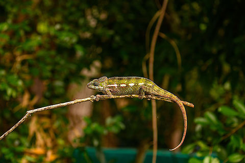 Panther chameleon - full animal, Ivoloina park,Madagascar In captivity, yet in a very large enclosure, at Ivoloina park. This is a female.
https://www.jungledragon.com/image/90685/panther_chameleon_ivoloina_parkmadagascar.html
https://www.jungledragon.com/image/90686/panther_chameleon_-_in_tree_ivoloina_parkmadagascar.html
https://www.jungledragon.com/image/90688/panther_chameleon_-_hiding_ivoloina_parkmadagascar.html
 Africa,Furcifer pardalis,Ivoloina park,Madagascar,Madagascar 2019,Panther chameleon,World