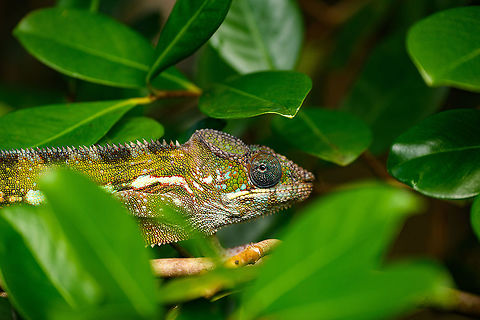 Panther chameleon - hiding, Ivoloina park,Madagascar In captivity, yet in a very large enclosure, at Ivoloina park. This is a female.
https://www.jungledragon.com/image/90687/panther_chameleon_-_full_animal_ivoloina_parkmadagascar.html
https://www.jungledragon.com/image/90685/panther_chameleon_ivoloina_parkmadagascar.html
https://www.jungledragon.com/image/90686/panther_chameleon_-_in_tree_ivoloina_parkmadagascar.html Africa,Furcifer pardalis,Geotagged,Ivoloina park,Madagascar,Madagascar 2019,Panther chameleon,Winter,World