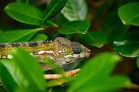 Panther chameleon - hiding, Ivoloina park,Madagascar In captivity, yet in a very large enclosure, at Ivoloina park. This is a female.<br />
https://www.jungledragon.com/image/90687/panther_chameleon_-_full_animal_ivoloina_parkmadagascar.html<br />
https://www.jungledragon.com/image/90685/panther_chameleon_ivoloina_parkmadagascar.html<br />
https://www.jungledragon.com/image/90686/panther_chameleon_-_in_tree_ivoloina_parkmadagascar.html Africa,Furcifer pardalis,Geotagged,Ivoloina park,Madagascar,Madagascar 2019,Panther chameleon,Winter,World