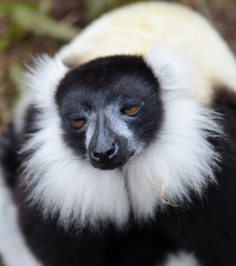 Fruit or I'll fall asleep On lemur island in Andasibe, you can get real close to beauties like this. They will even jump on your head. Their fur is incredibly soft, softer than that of a cat. Andasibe,Black-and-white ruffed lemur,Lemur island,Madagascar,Varecia variegata