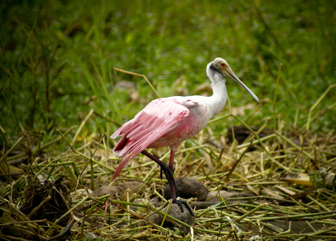 Roseate Spoonbill sideview Colorful white pink spoonbill in the swamps of Costa Rica. Birds,Costa Rica,Roseate Spoonbill,Spoonbill