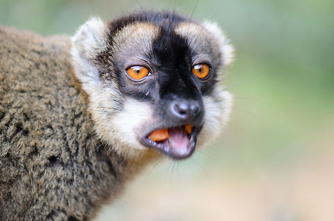 Female Red-fronted Lemur eating carrots Why have table manners when you don't have a table? Several lemur species at Lemur Island in Andasibe, Madagascar can be spotted and touched under the condition of bringing fruit. Andasibe,Eulemur rufifrons,Geotagged,Lemur island,Madagascar,Red-fronted lemur