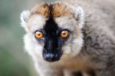 Red-fronted lemur mugshot A Male  Red-fronted lemur on Lemur Island at Andasibe, Madagascar takes a deeper interest in the photographer, and the possibility of him carrying any fruit. Andasibe,Eulemur rufifrons,Geotagged,Lemur island,Madagascar,Red-fronted lemur