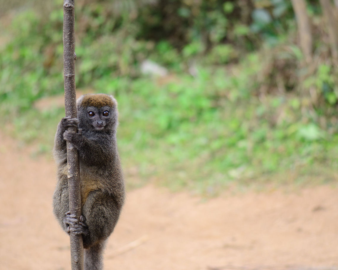 Eastern lesser bamboo lemur feels misunderstood Just outside the crowded exchange of tourists, their fruits and hungry brown lemurs, this bamboo lemurs observes from a distance. It feels misunderstood. It doesn't want fruit, it wants bamboo. In fact, some claim the bamboo lemur is nature's biggest drug addict. Bamboo is full of cyanide, and it is not entirely clear how the animal detoxifies it. One thing is for sure, this animal is either craving new bamboo or passing out in the bushes for most of his days. Andasibe,Eastern lesser bamboo lemur,Geotagged,Hapalemur griseus,Lemur island,Madagascar